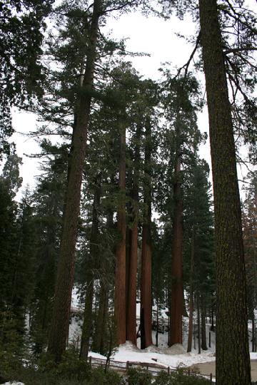 20-Sequoia 0009.JPG